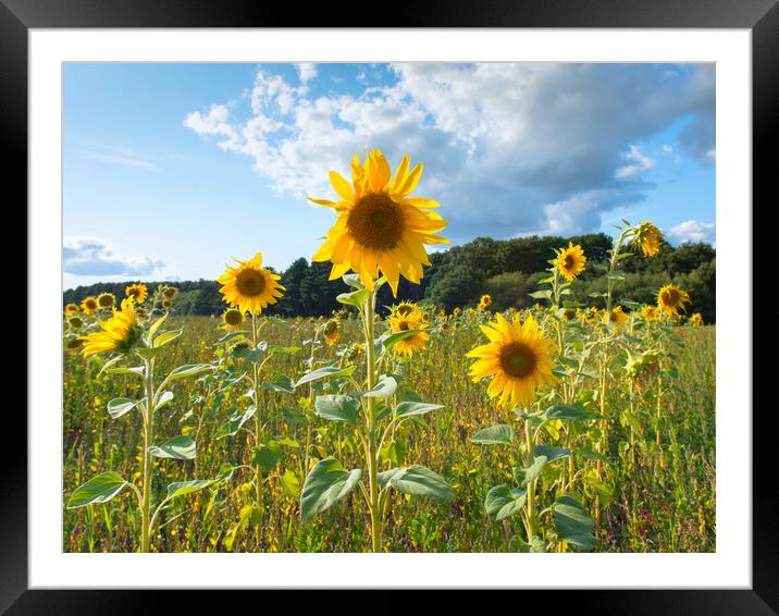 Sunflowers Framed Mounted Print by Jason Thompson