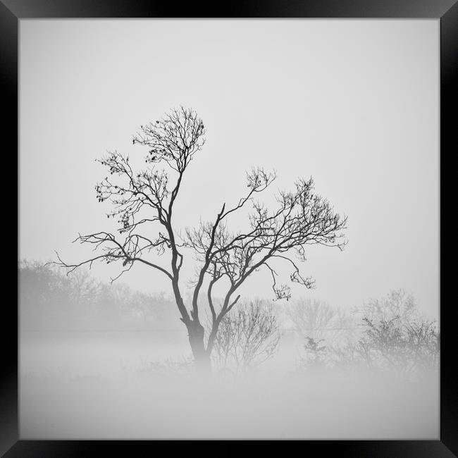 misty trees  Framed Print by Jason Thompson