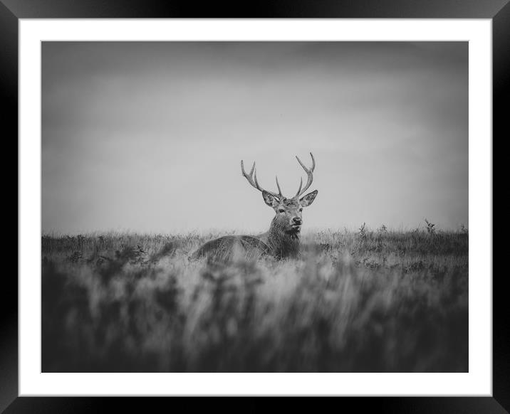 stag  Framed Mounted Print by Jason Thompson