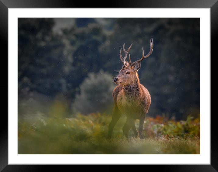 wild stag  Framed Mounted Print by Jason Thompson