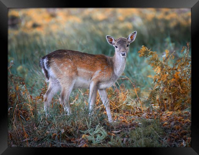 A deer standing in a field Framed Print by Jason Thompson