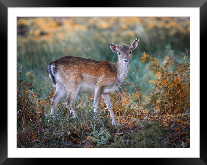 A deer standing in a field Framed Mounted Print by Jason Thompson