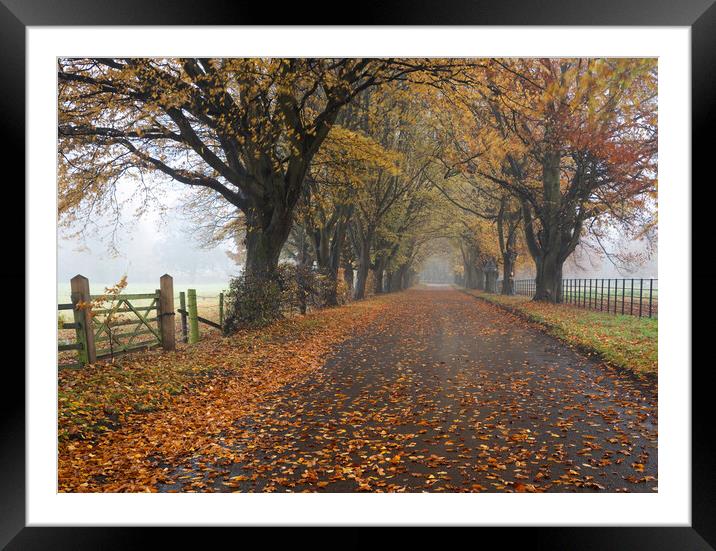 Autumn road Framed Mounted Print by Jason Thompson
