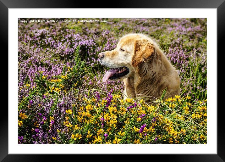  Golden Retriever in the August heather Framed Mounted Print by Dave Webb