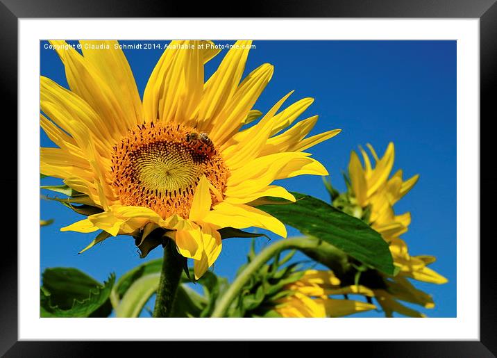  Sunflowers Framed Mounted Print by Claudia  Schmidt