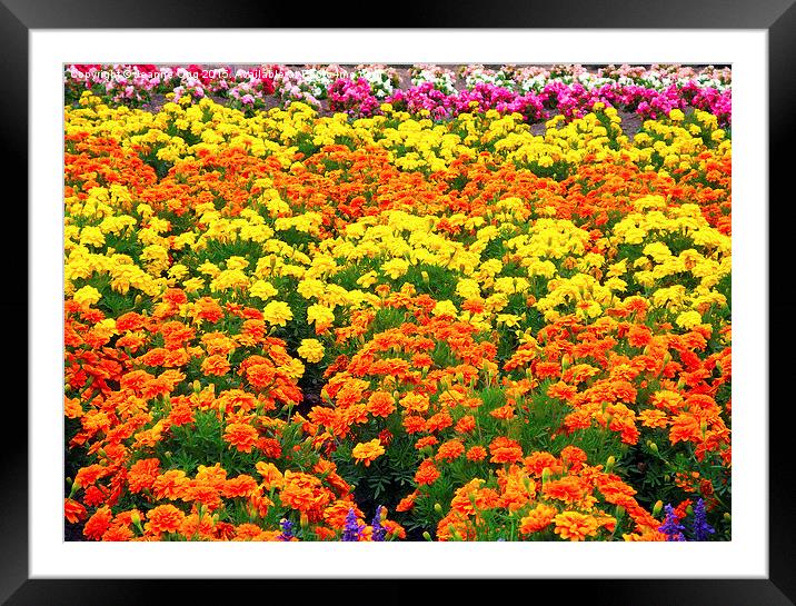 Vibrant Flowers Framed Mounted Print by Jeanne Ong