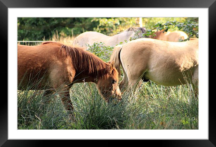  Horses on the broads Framed Mounted Print by Darryl Hopkins