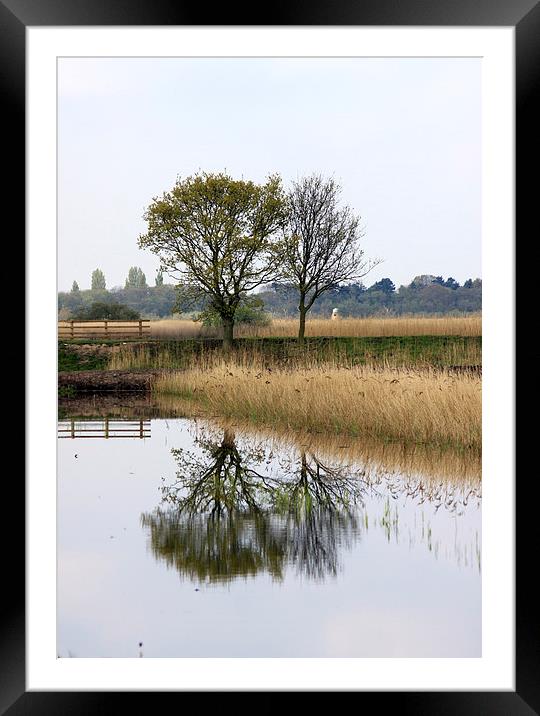  A tree reflection Framed Mounted Print by Darryl Hopkins