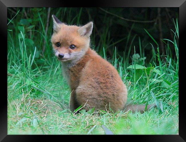  the cute little fox cub Framed Print by Ross Lawford