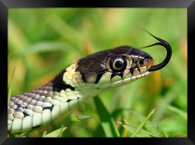  The Grass Snake Framed Print by Ross Lawford