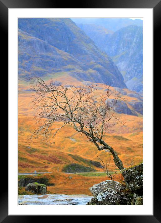  The Glencoe lone tree Framed Mounted Print by Ross Lawford