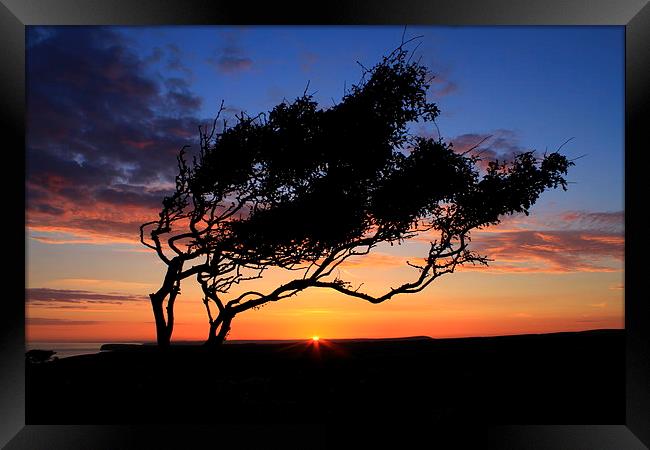  The Lone tree sunset Framed Print by Ross Lawford