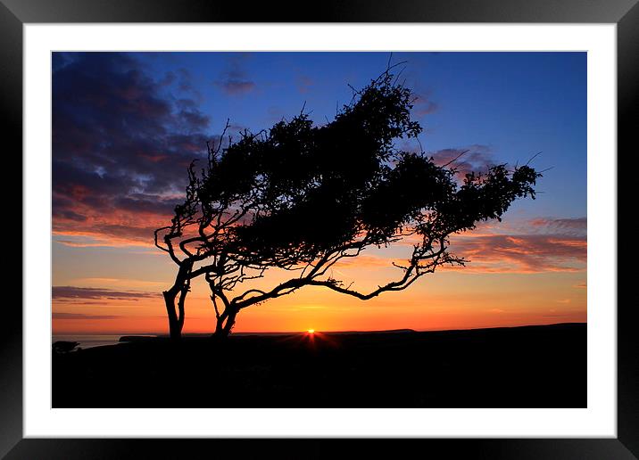 The Lone tree sunset Framed Mounted Print by Ross Lawford