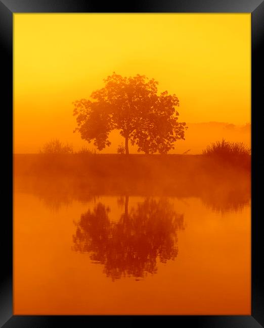  The golden misty tree Framed Print by Ross Lawford