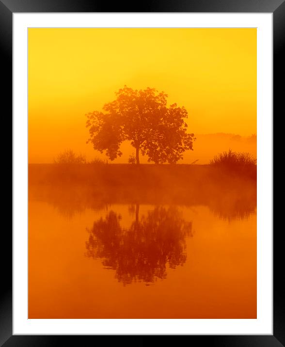  The golden misty tree Framed Mounted Print by Ross Lawford