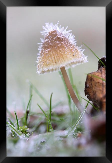  The frosty mushroom Framed Print by Ross Lawford