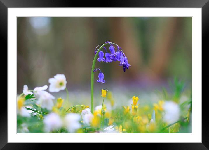  The Bluebell's world Framed Mounted Print by Ross Lawford