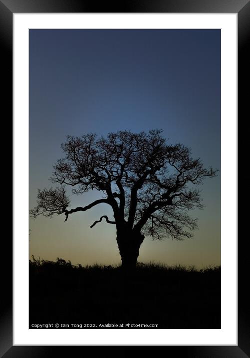 Last light  Framed Mounted Print by Iain Tong