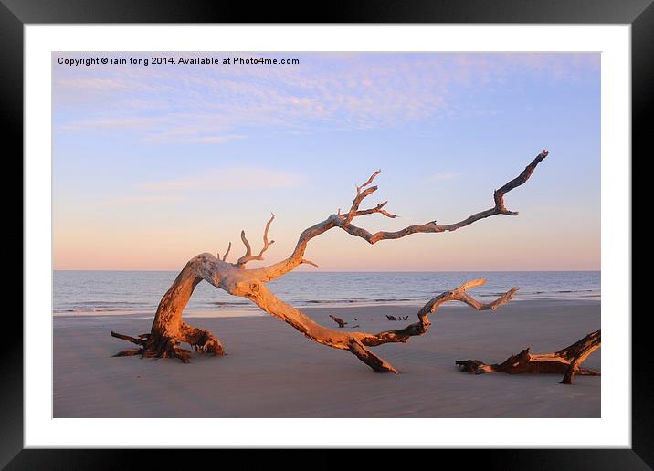  Driftwood Beach  Framed Mounted Print by Iain Tong