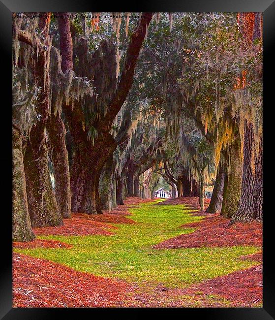 Avenue of the oaks Framed Print by Iain Tong