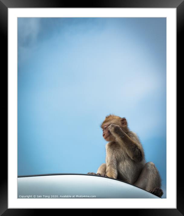 Bored Monkey Framed Mounted Print by Iain Tong
