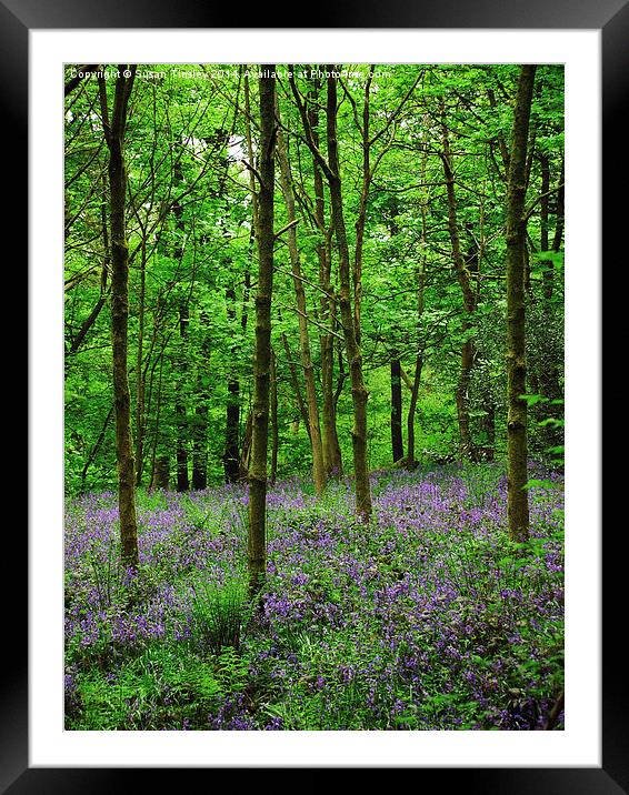 Spring Wood Framed Mounted Print by Susan Tinsley