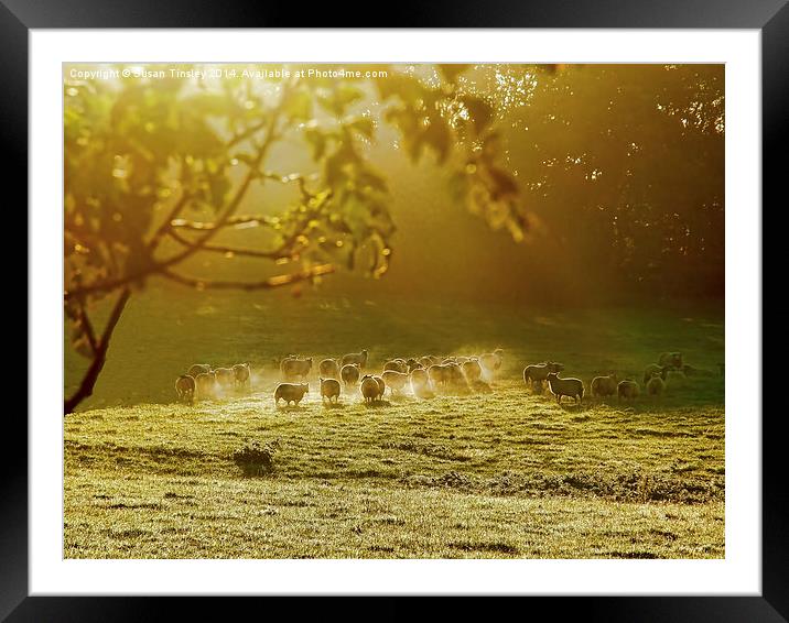 Golden hour Framed Mounted Print by Susan Tinsley