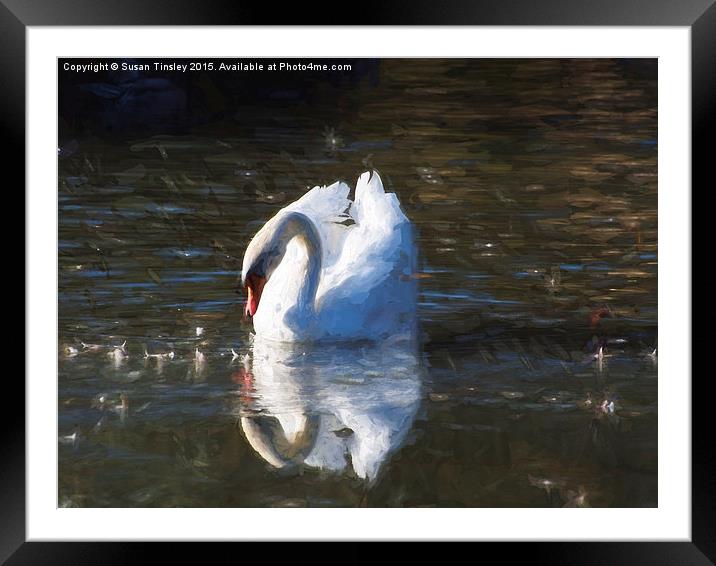 Serene swan Framed Mounted Print by Susan Tinsley