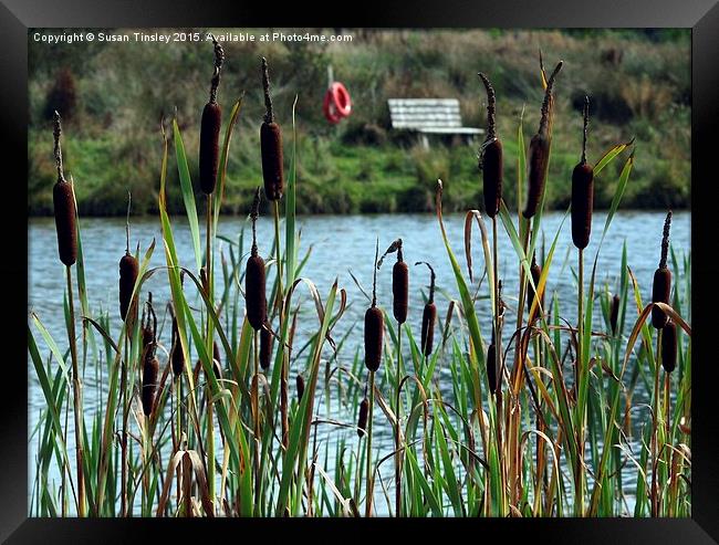 Glimpse through the bulrushes Framed Print by Susan Tinsley