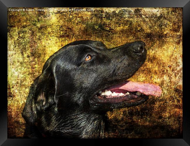 Portrait of Labrador  Framed Print by Susan Tinsley