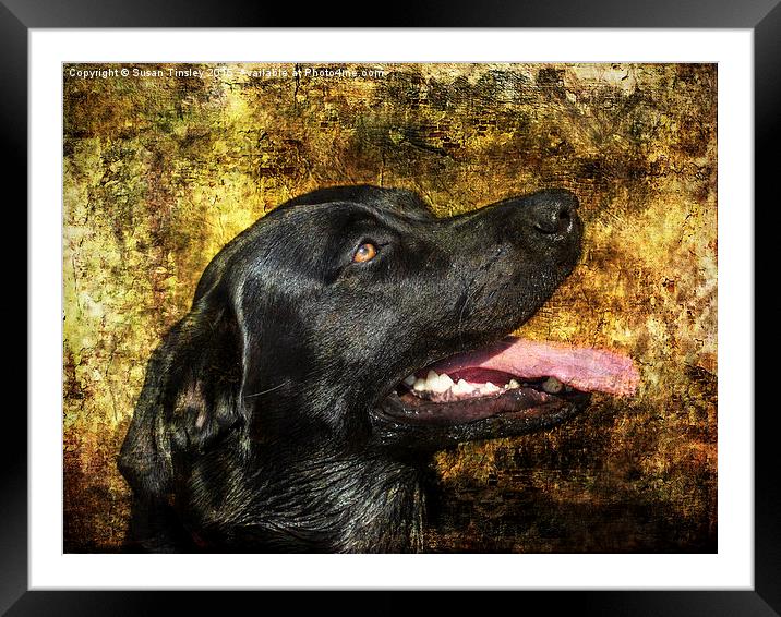 Portrait of Labrador  Framed Mounted Print by Susan Tinsley