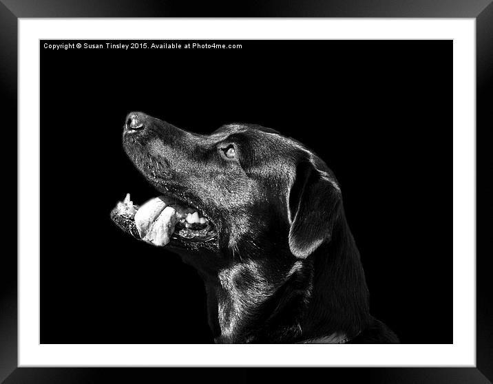 Black Labrador Framed Mounted Print by Susan Tinsley