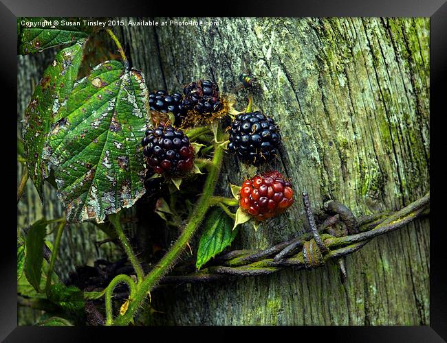Ripening blackberries Framed Print by Susan Tinsley
