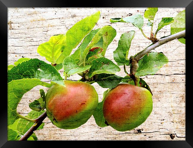 Rosy apples Framed Print by Susan Tinsley