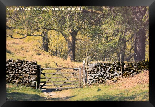 Cumbrian drystone wall Framed Print by Susan Tinsley