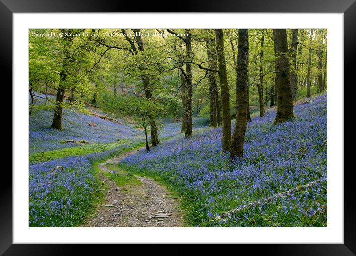 Fishgarth woods Framed Mounted Print by Susan Tinsley