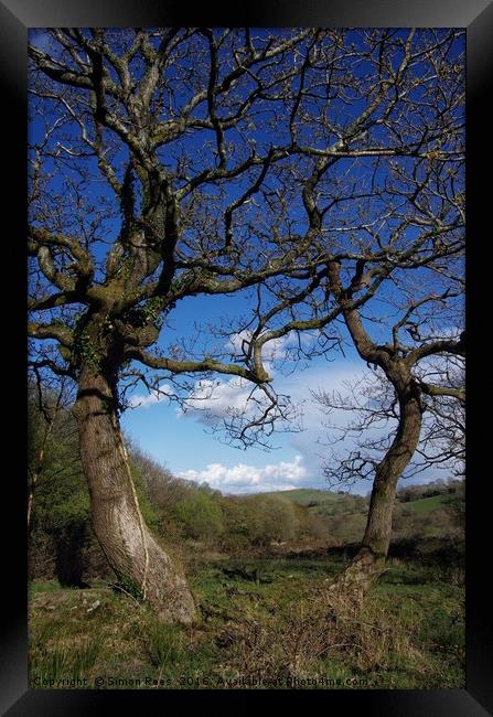 Tree Study Framed Print by Simon Rees