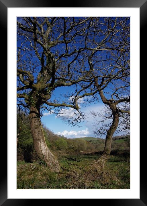 Tree Study Framed Mounted Print by Simon Rees