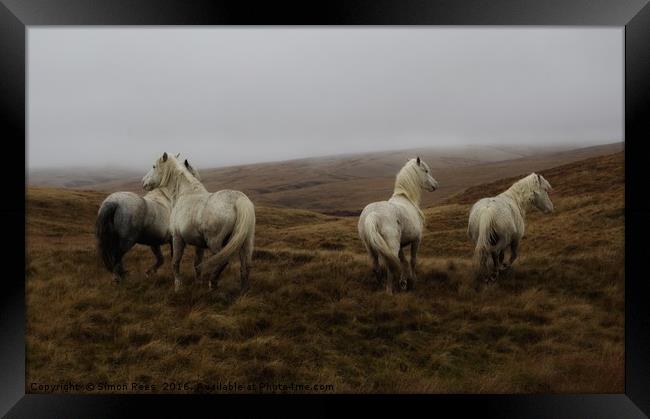 Wild horses in Brecon Beacons National Park  Framed Print by Simon Rees