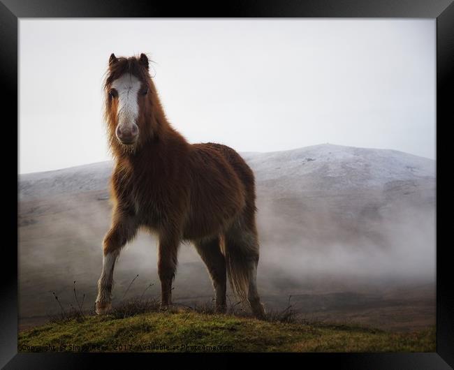 Brecon Beacons mountain pony  Framed Print by Simon Rees