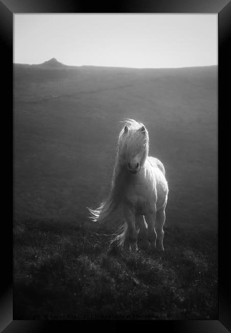 Wild Pony In The Brecon Beacons  Framed Print by Simon Rees