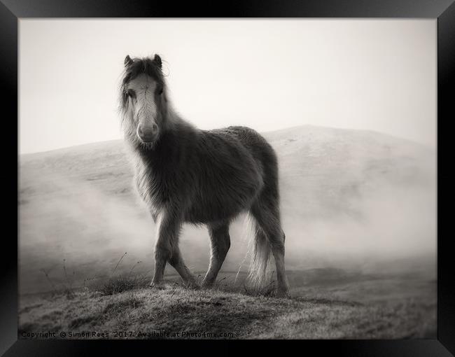 Wild Pony Portrait Framed Print by Simon Rees