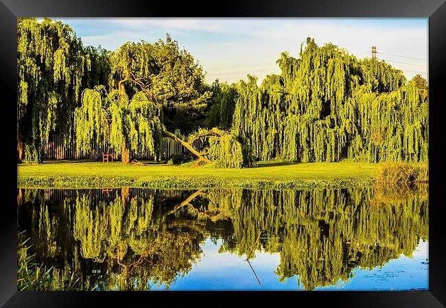  Willow reflections Framed Print by Graeme Wilson