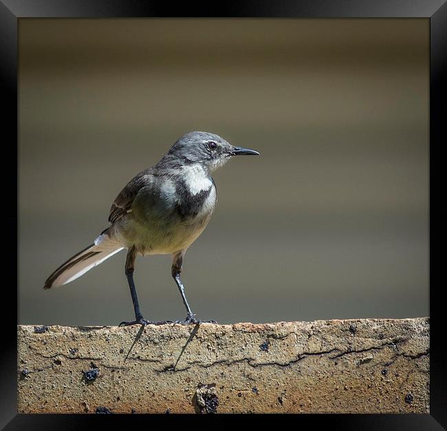  Wagtail guard Framed Print by Graeme Wilson