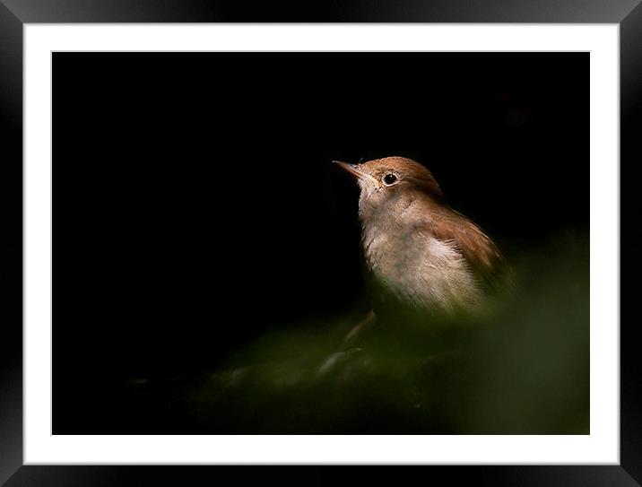  The Shadowy Songster Framed Mounted Print by Chris Griffin
