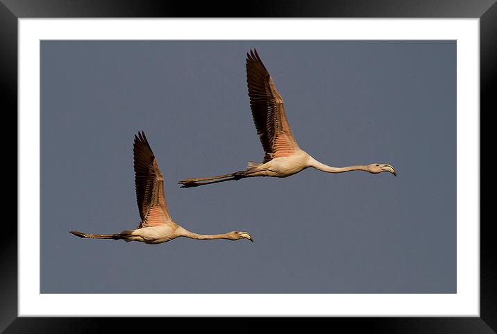  Flight in tandam Framed Mounted Print by Chris Griffin