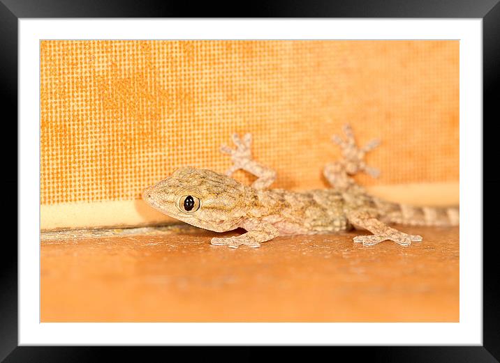  Moorish Gecko portrait Framed Mounted Print by Chris Griffin