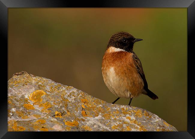  Stonechat Framed Print by Chris Griffin