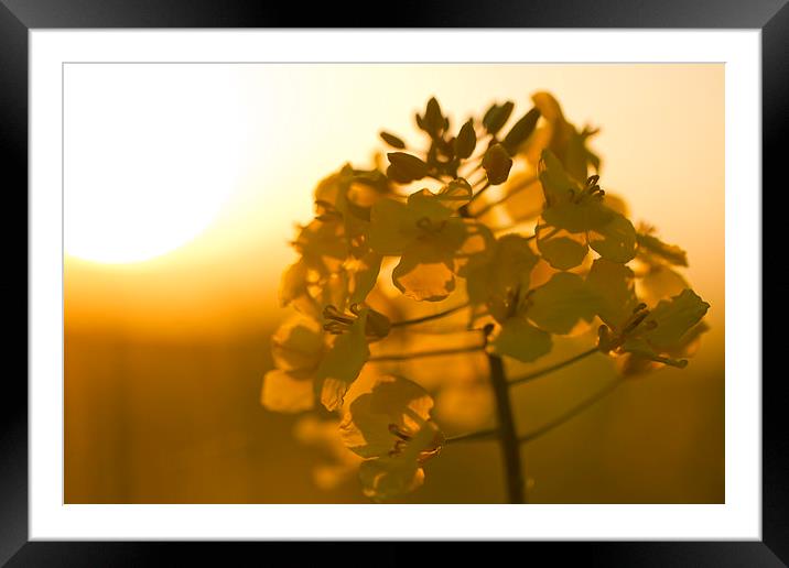 Oil-seed Sunset Framed Mounted Print by Chris Griffin
