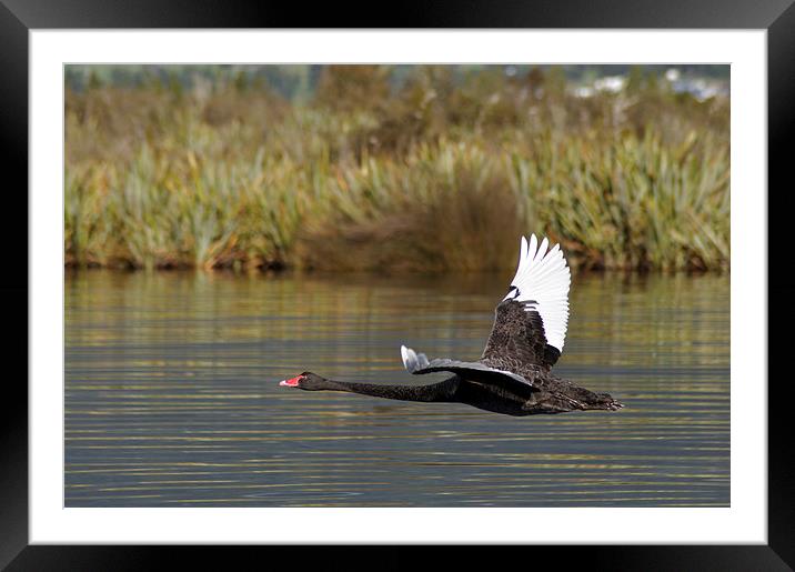  black swan in flight Framed Mounted Print by Peter Righteous